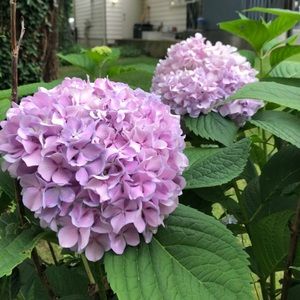 Meet your Posher, Jillian